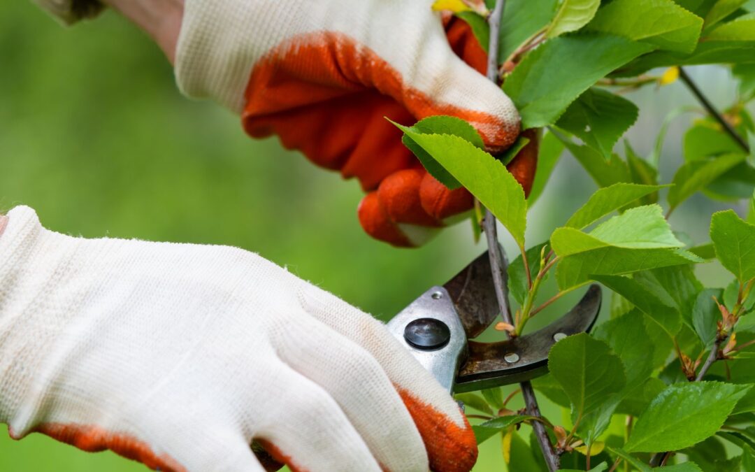 The Importance of Tree Pruning: Benefits and Best Practices