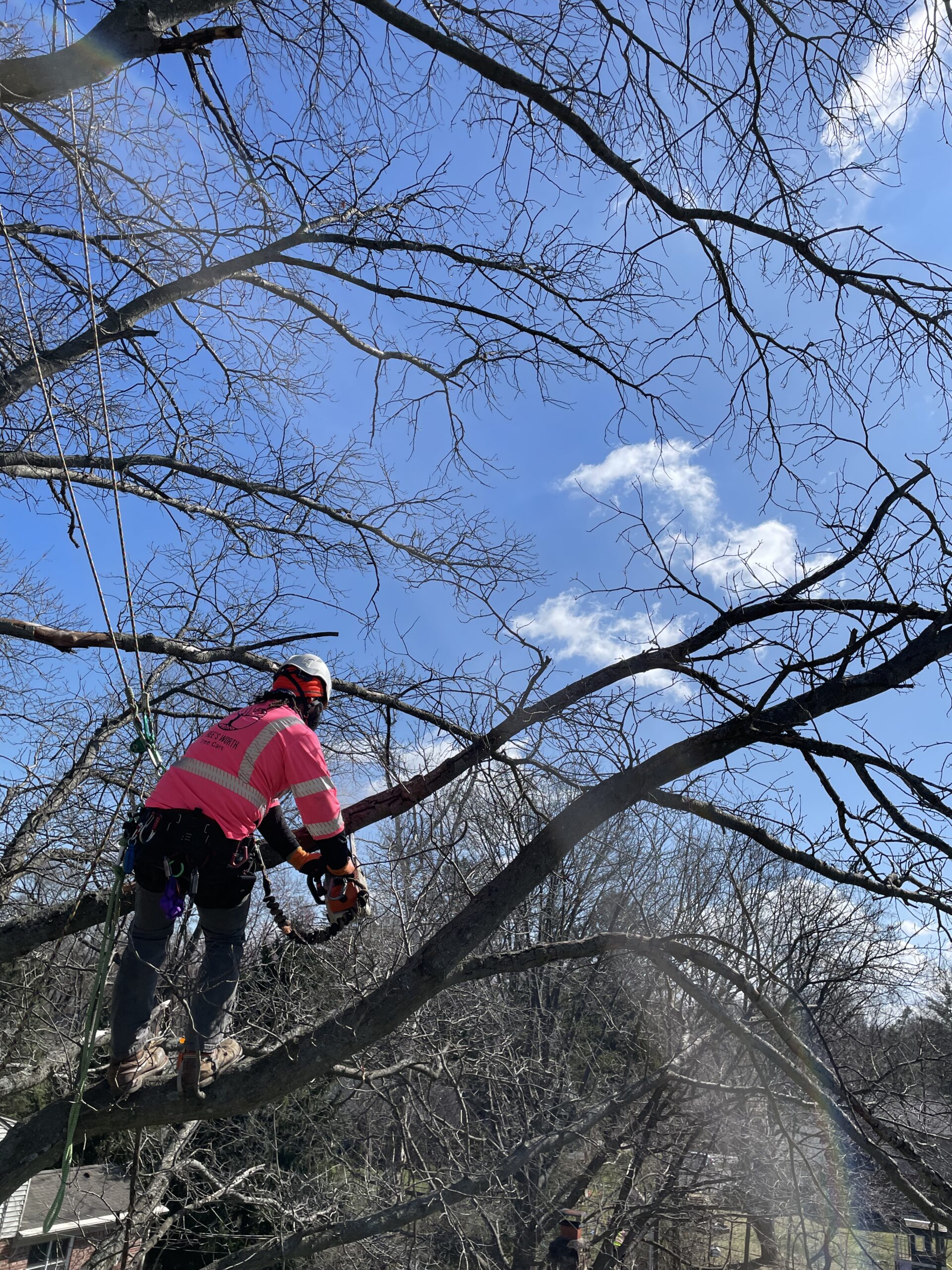 A Trees Worth Tree Care