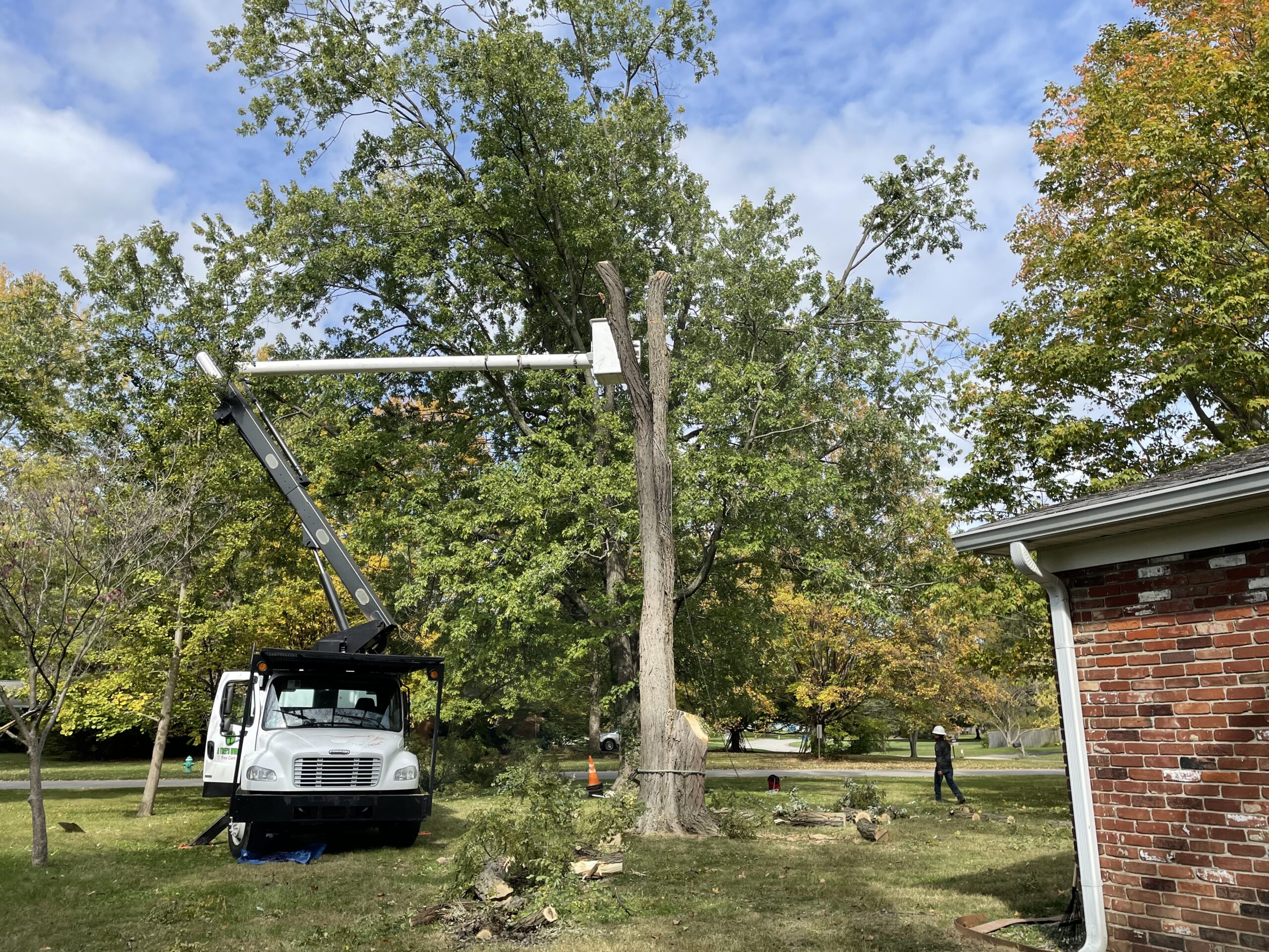 A Trees Worth Tree Care Tree Trimming
