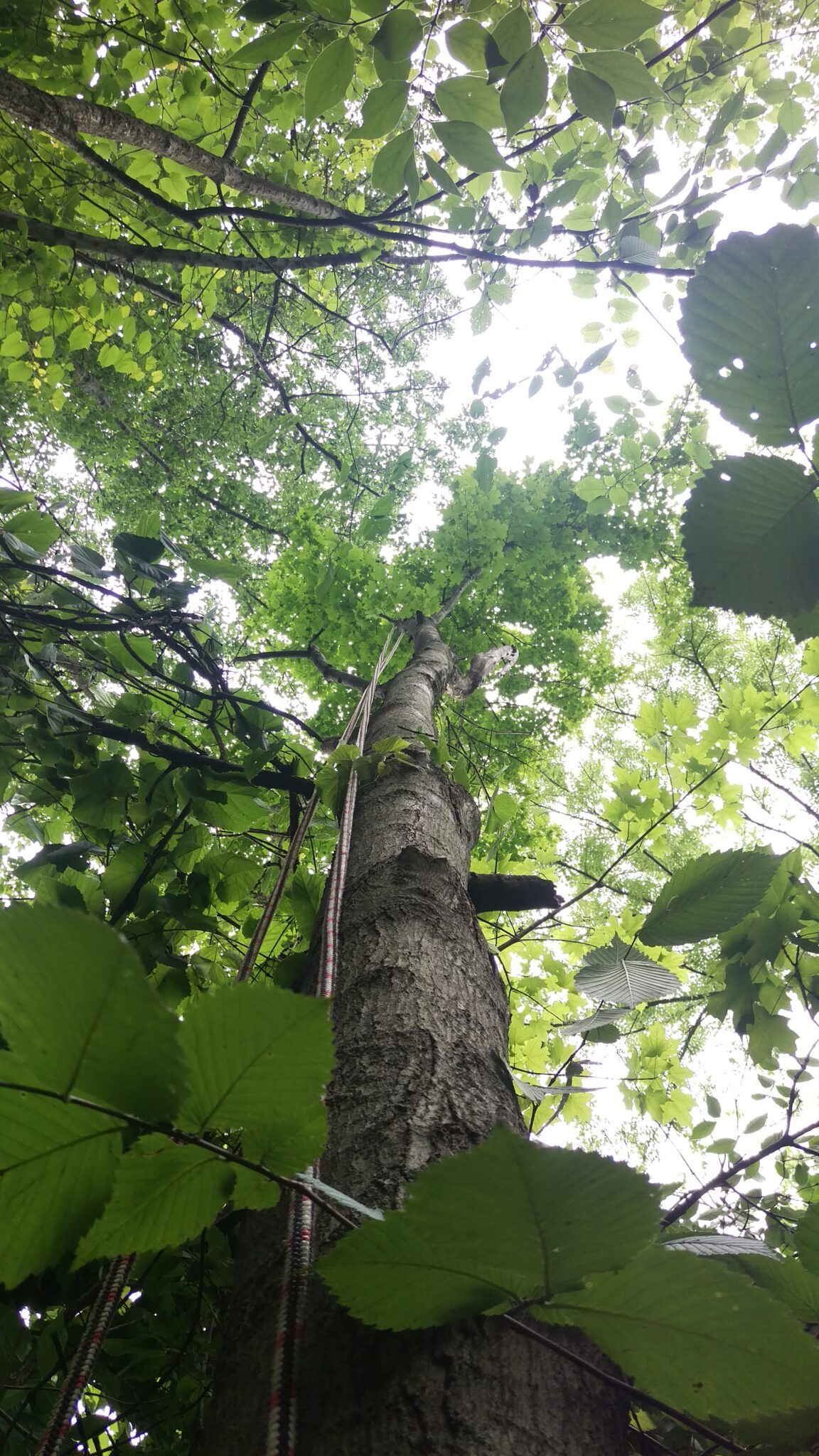 A Trees Worth Tree Care Services