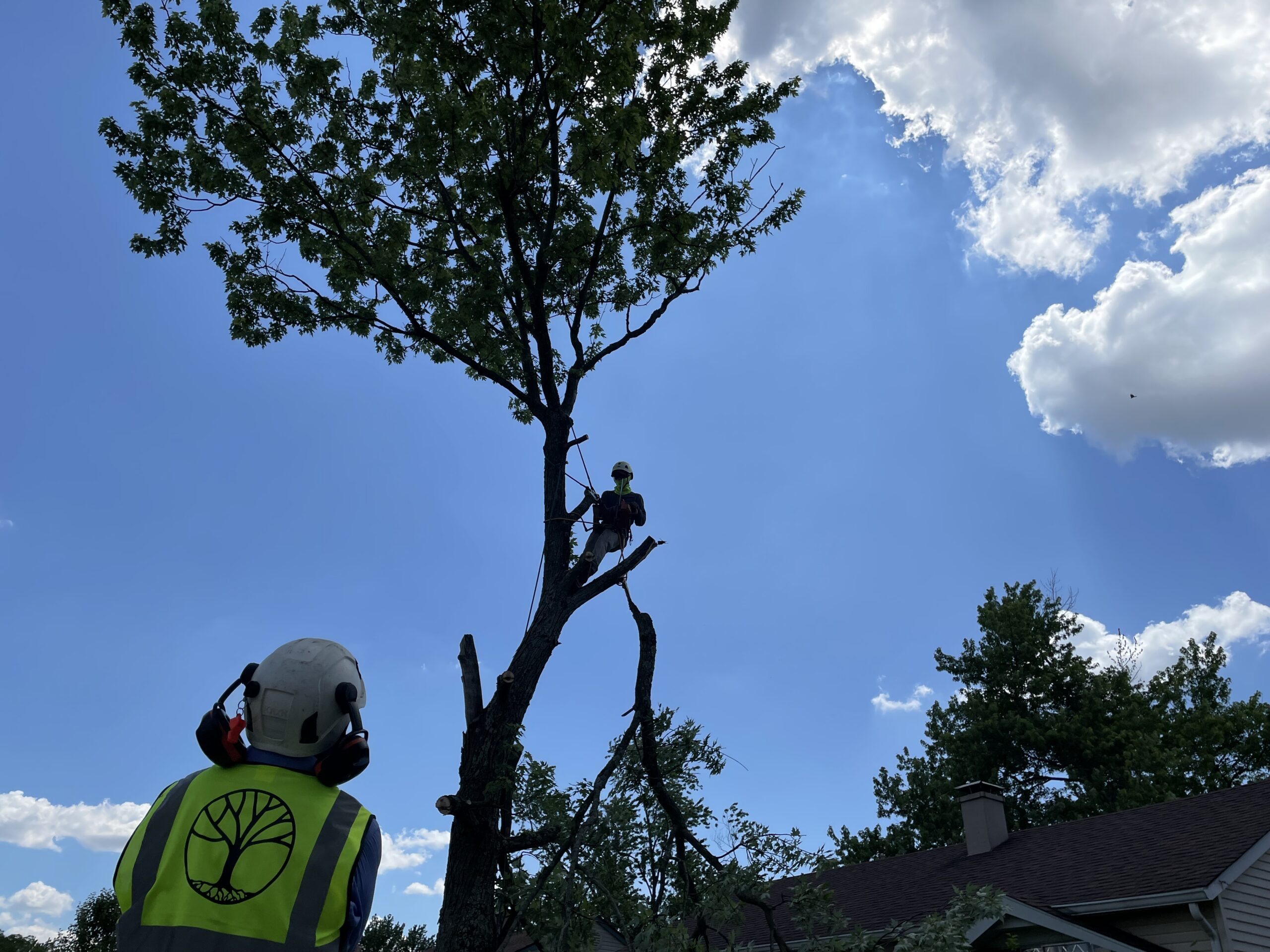 A Trees Worth Tree Care Services
