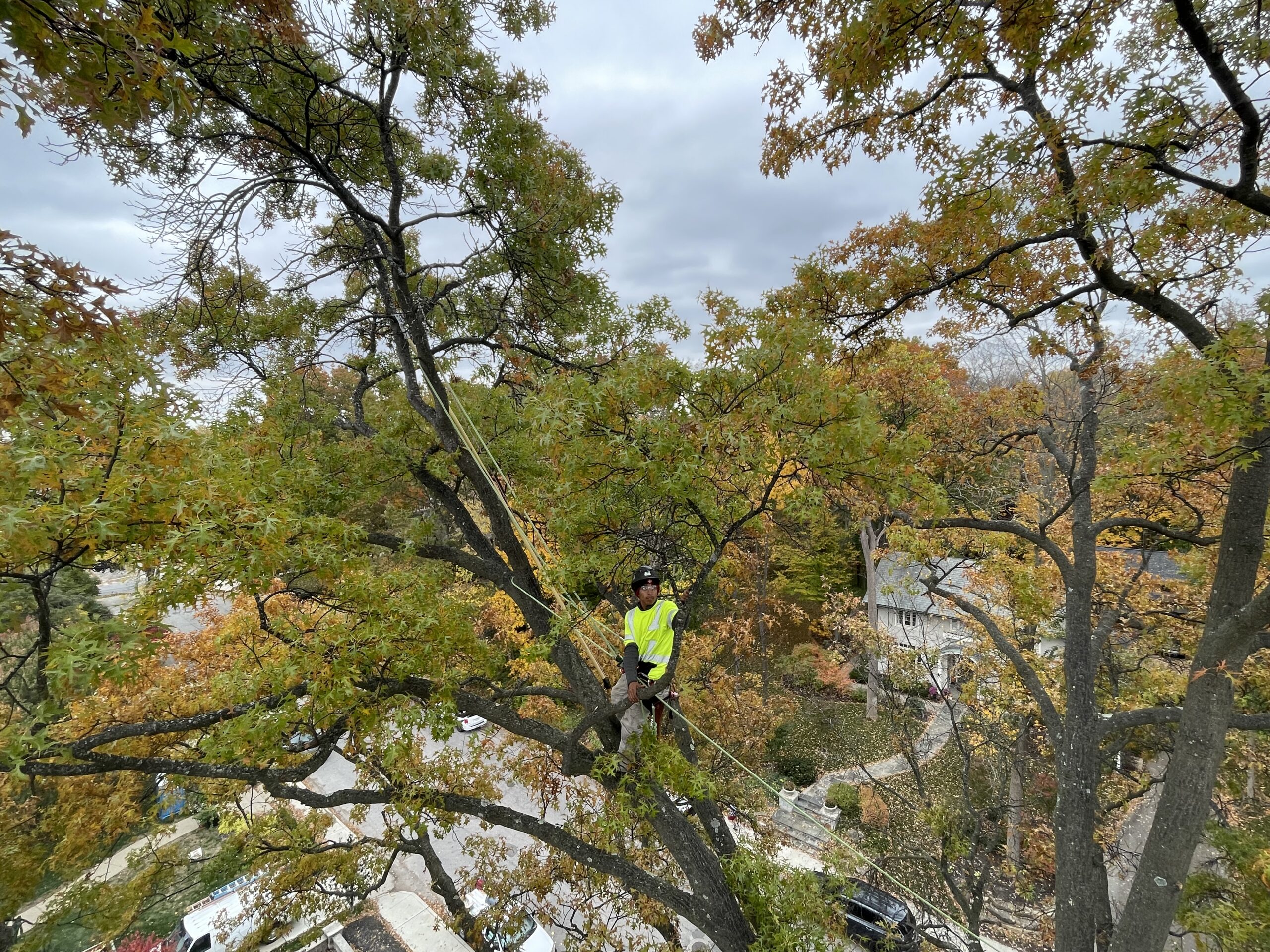 A Trees Worth Tree Care Services