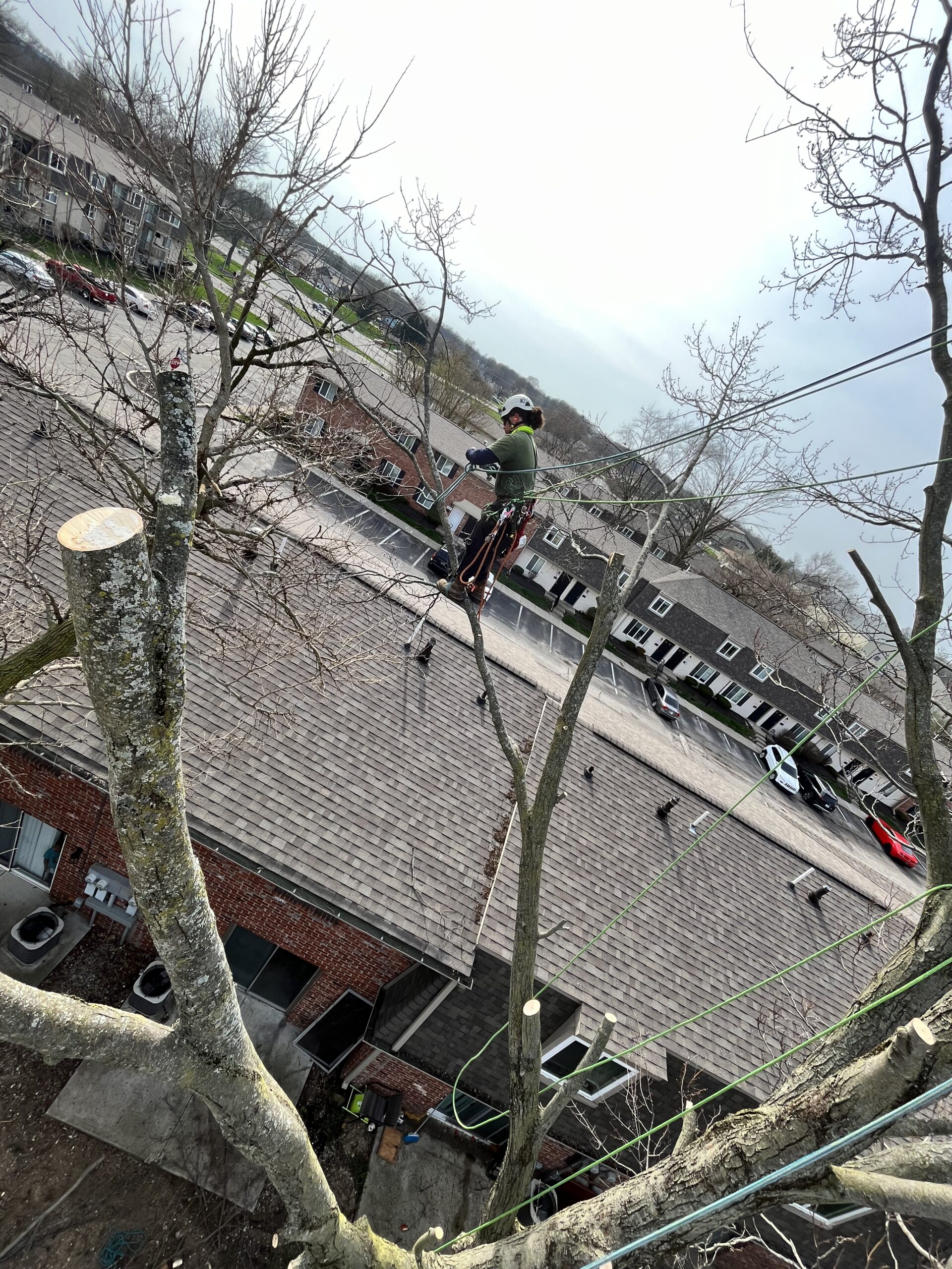 A Trees Worth Tree Care Services