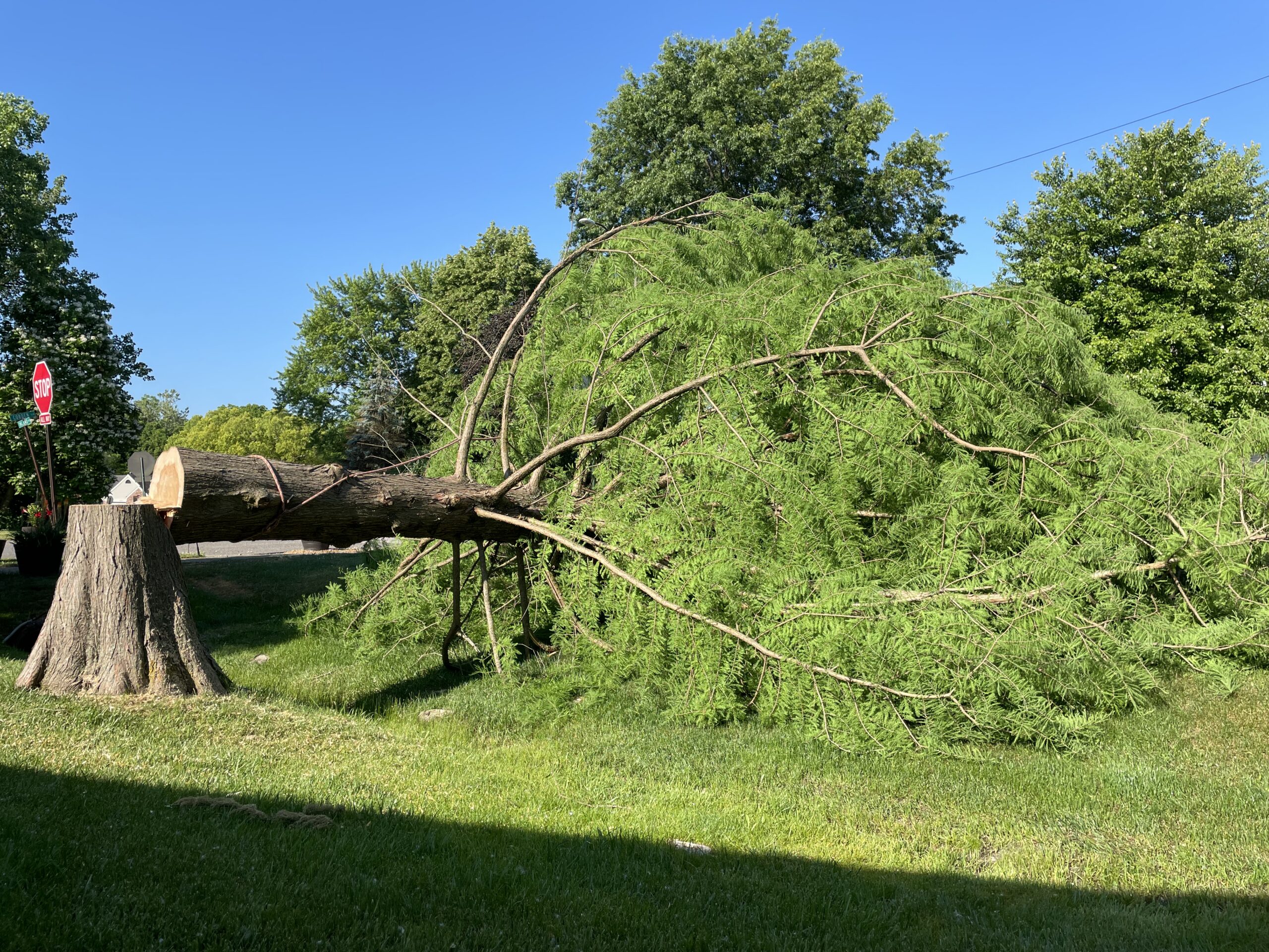 A Trees Worth Tree Care Tree Removal