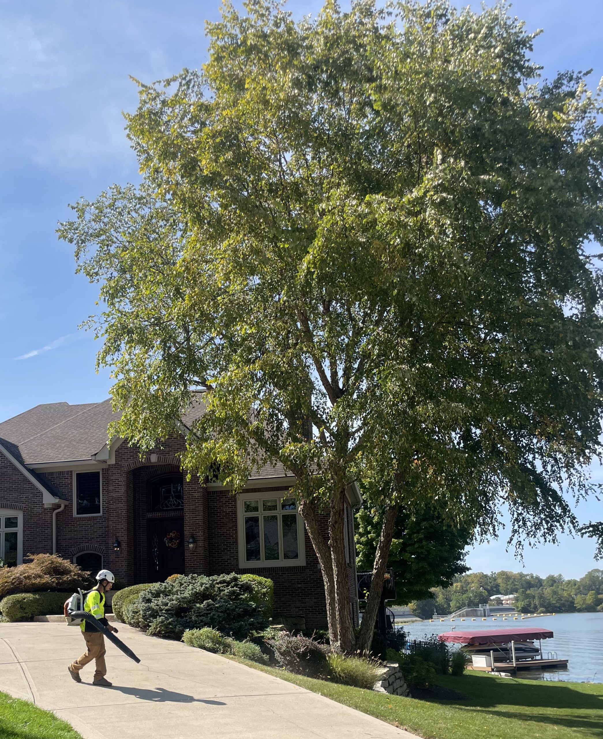 A Trees Worth Tree Care Services