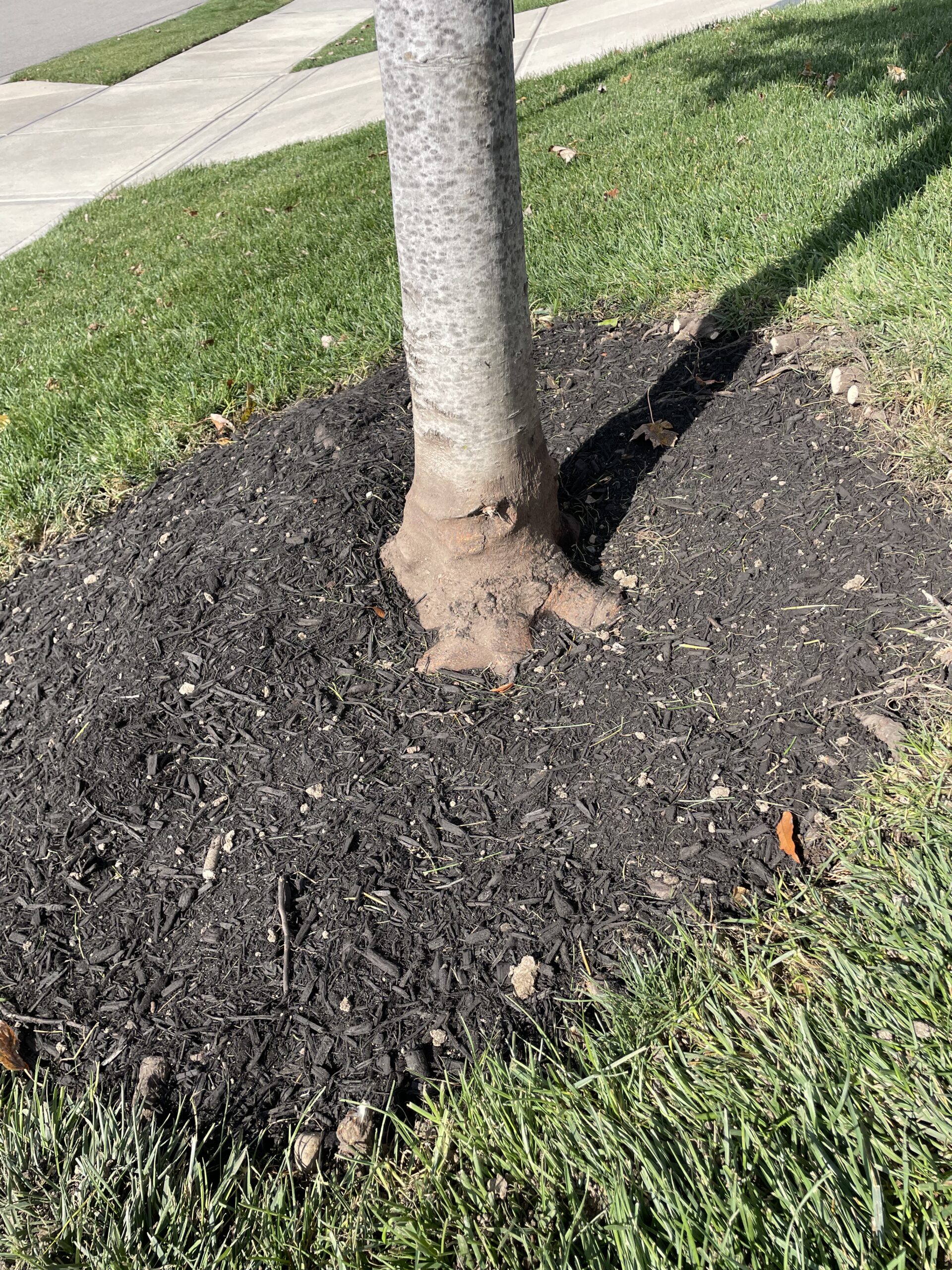 A Trees Worth Tree Care Services