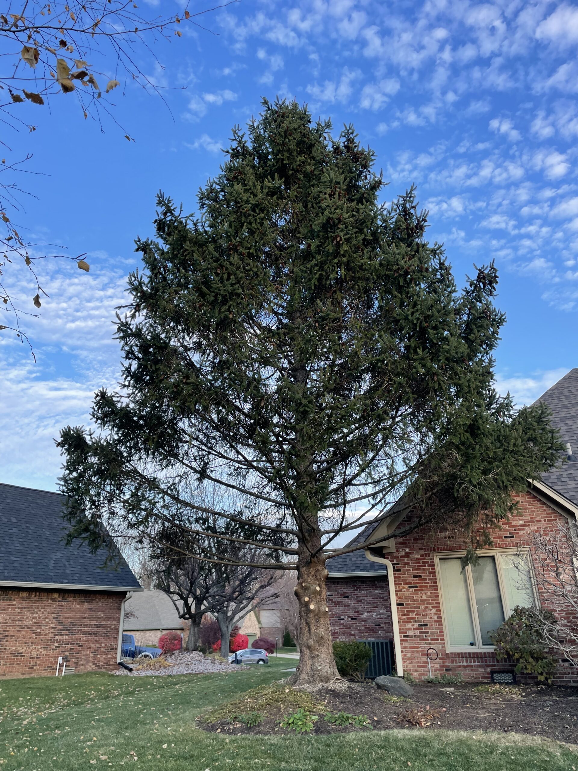 A Trees Worth Tree Care Services