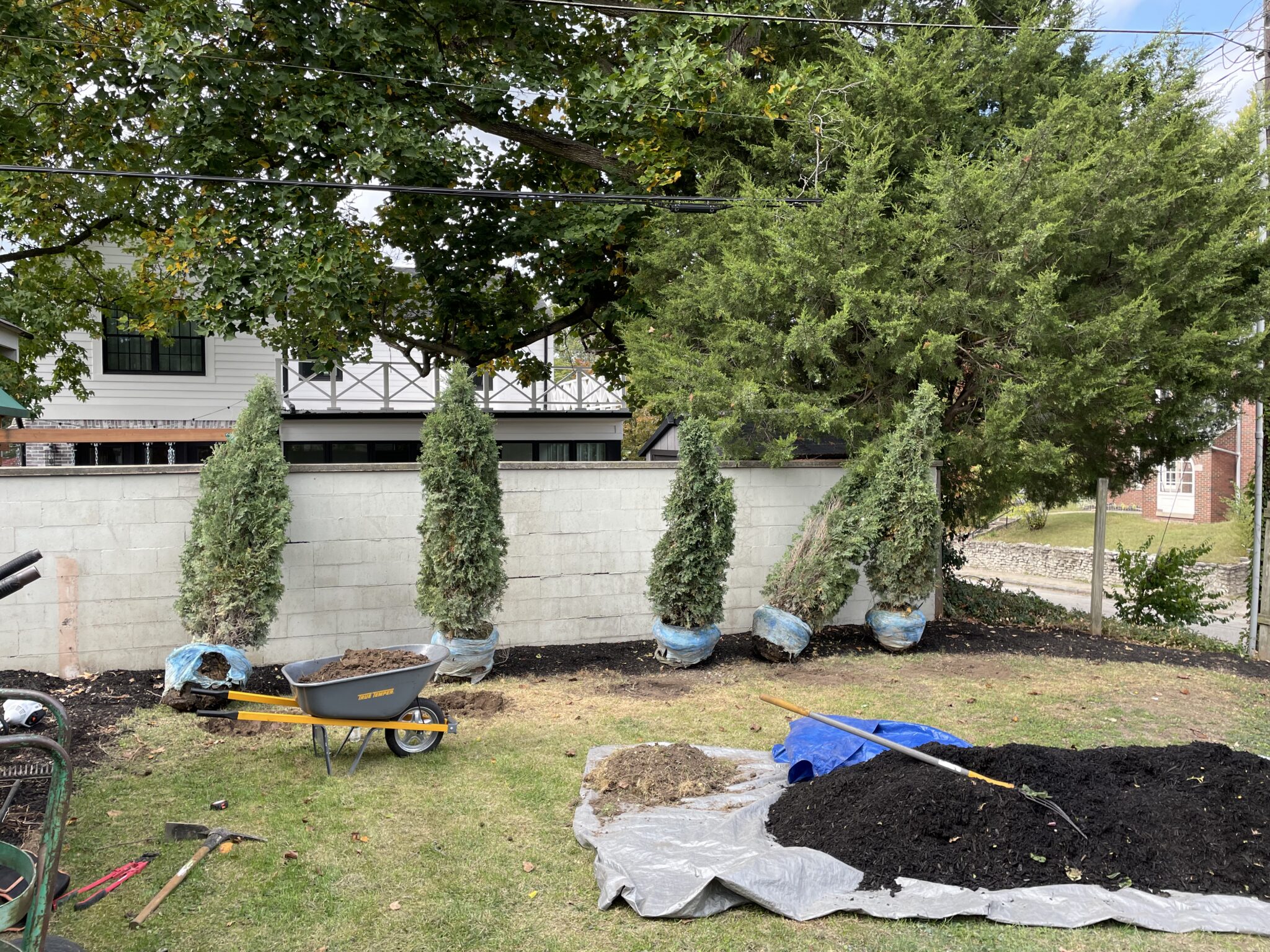 Tree Planting B&A 1.1